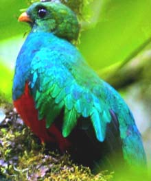golden headed quetzal at San Jorge de Tandayapa ecuador Hummingbird Sanctuary bird watching